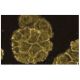 FKBP10 Antibody (25) - Immunofluorescence - Image 60591