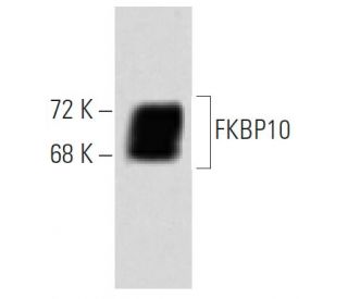 FKBP10 Antibody (25) - Western Blotting - Image 60374 