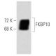 FKBP10 Antibody (25) - Western Blotting - Image 60374 
