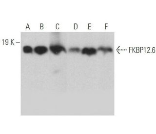 FKBP12.6 Antibody (H-8) - Western Blotting - Image 358901 