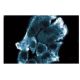 FKBP12 Antibody (8) - Immunofluorescence - Image 60593
