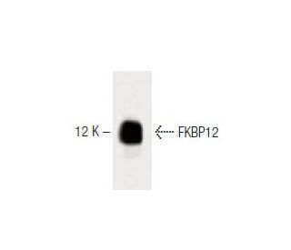 FKBP12 Antibody (8) - Western Blotting - Image 60375 