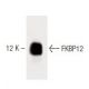 FKBP12 Antibody (8) - Western Blotting - Image 60375 