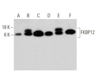FKBP12 Antibody (G-4) - Western Blotting - Image 356161 