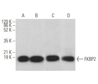 FKBP2 Antibody (D-9) - Western Blotting - Image 371851 