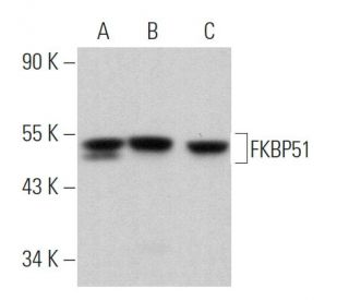 FKBP51 Antibody (D-4) - Western Blotting - Image 363034 