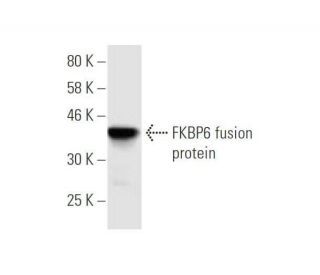 FKBP6 Antibody (8F10) - Western Blotting - Image 348966