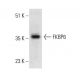 FKBP6 Antibody (AT9B7) - Western Blotting - Image 384189