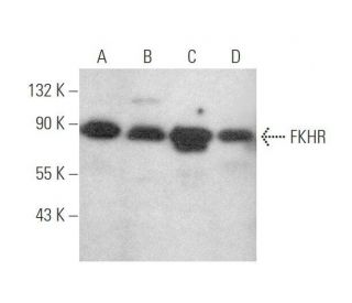 FKHR/FOXO1 Antibody (C-9) - Western Blotting - Image 349997 
