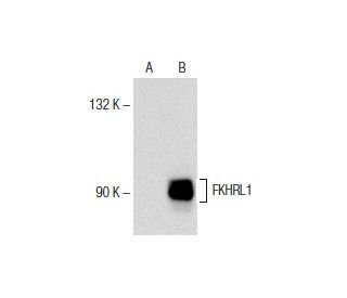 FKHRL1/FOXO3a Antibody (D-12) - Western Blotting - Image 151678