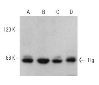 Flg/FGFR1 Antibody (F-3) - Western Blotting - Image 376618 