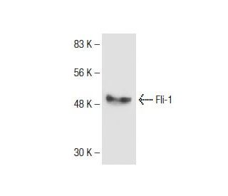 Fli-1 Antibody (23D10) - Western Blotting - Image 156466