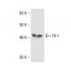 Fli-1 Antibody (23D10) - Western Blotting - Image 156466