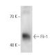 Fli-1 Antibody (7.3) - Western Blotting - Image 17161