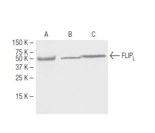 FLIP<sub>L</sub> Antibody (5D8) - Western Blotting - Image 67359