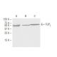 FLIPL Antibody (5D8) - Western Blotting - Image 67359