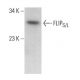 FLIPS/L Antibody (G-11) - Western Blotting - Image 379610