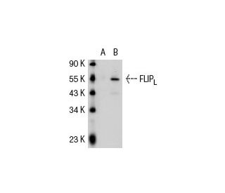 FLIP sub S/L (G-11): sc-5276. Western blot analysis of FLIP expression in...