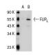 FLIP sub S/L (G-11): sc-5276. Western blot analysis of FLIP expression in...