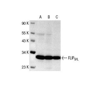 FLIP<sub>S/L</sub> Antibody (G-11) - Western Blotting - Image 180Each CRISPR/Cas9 Knockout (KO) Plasmid product consists of a pool of 3 plasmids designed to ensure identification and cleavage of a specific gene for maximum knockout efficiency. Each plasmid encodes a unique 20 nt sequence derived from the GeCKO (v2) library.