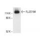 FLJ22184 Antibody (D-3) - Western Blotting - Image 411789