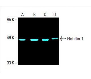 Flotillin-1 Antibody (C-2) - Western Blotting - Image 393452