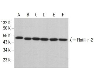 Flotillin-2 Antibody (A-3) - Western Blotting - Image 380796