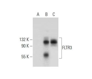 FLRT3 Antibody (A-3) - Western Blotting - Image 319380