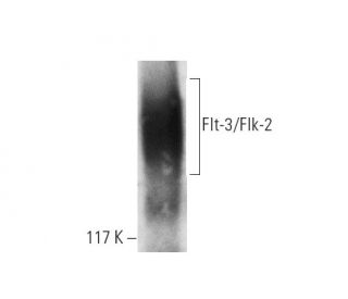 Flt-3/Flk-2 Antibody (BV10) - Western Blotting - Image 2784
