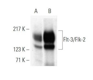 Flt-3/Flk-2 Antibody (SF1.340) - Western Blotting - Image 374114 