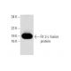 Flt 3-L Antibody (F-6) - Western Blotting - Image 139071 