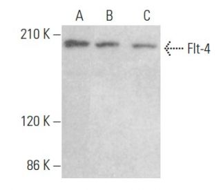 Flt-4 Antibody (D-6) - Western Blotting - Image 355143 
