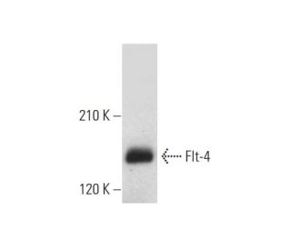 Flt-4 Antibody (E-3) - Western Blotting - Image 333365
