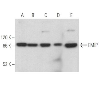 FMIP Antibody (E-3) - Western Blotting - Image 372509 