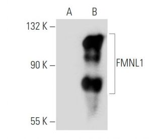 FMNL1 Antibody (2369E4a) - Western Blotting - Image 30047 