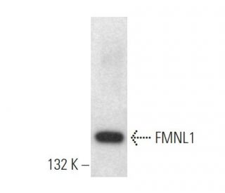 FMNL1 Antibody (A-4) - Western Blotting - Image 372861 