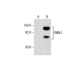 FMNL1 Antibody (D-9) - Western Blotting - Image 285941