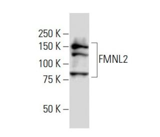 FMNL2 Antibody (32-T) - Western Blotting - Image 34314