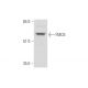 FMO3 Antibody (D-9) - Western Blotting - Image 333462 