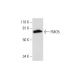FMO5 Antibody (E-8) - Western Blotting - Image 297905 