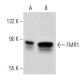 FMR1 Antibody (148.1) - Western Blotting - Image 41054 