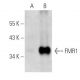 FMR1 Antibody (148.1) - Western Blotting - Image 395951