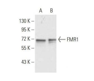 FMR1 Antibody (4G9) - Western Blotting - Image 358245