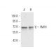 FMR1 Antibody (4G9) - Western Blotting - Image 358245