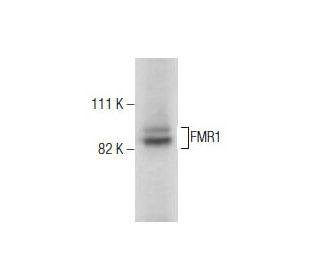 FMR1 Antibody (6A15) - Western Blotting - Image 282501