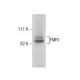 FMR1 Antibody (6A15) - Western Blotting - Image 282501