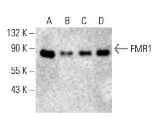 FMR1 Antibody (D-6) - Western Blotting - Image 395950