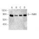 FMR1 Antibody (D-6) - Western Blotting - Image 395950
