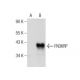 FN3KRP Antibody (G-1) - Western Blotting - Image 158372