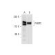 FNBP2 Antibody (G-10) - Western Blotting - Image 304340